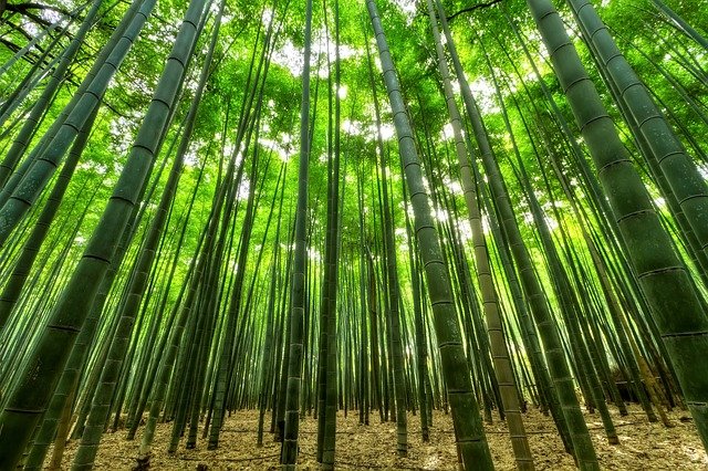 京都の嵐山は楽しみ方が沢山ある！歴史的建造物もおすすめ！